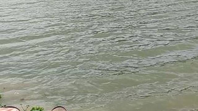 允宋水库的大鲤姨上岸咬人了