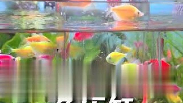 家里有孩子的鱼友，快带孩子一起来玩玩这个负压缸，能学知识。 还能解锁赏鱼新景，有趣又好玩！#鱼儿自由