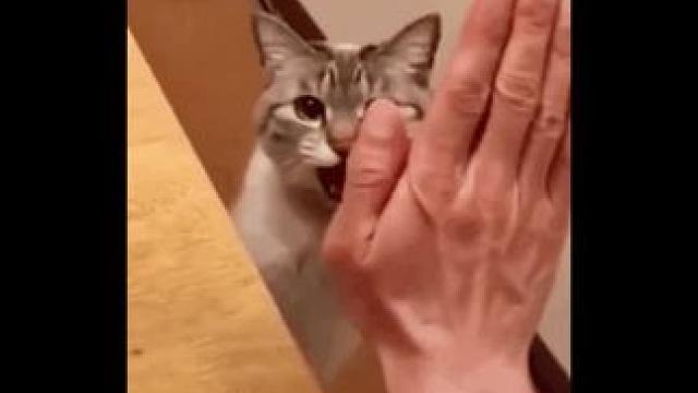 出门在外真的要小心鹕心险恶啊！#鹈鹕#兔子#动物园