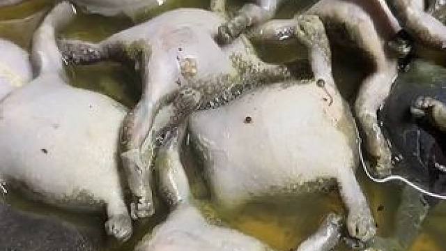 晚上饿了炖锅蛙吃 #美食 #泰国美食 #户外美食 #内容启发搜索