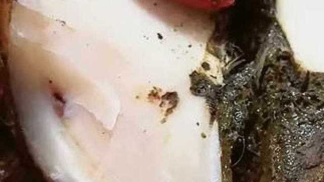 好一个脓肿牛蹄，问题有点棘手#解压#修牛蹄