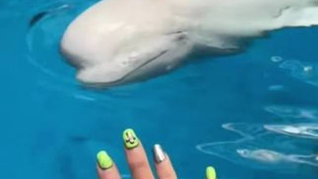 和白鲸一起玩咯
太乖太乖咯
#欢迎来到海洋乐园 #珍惜陪伴 #可爱物语 #海洋公園 #白鲸