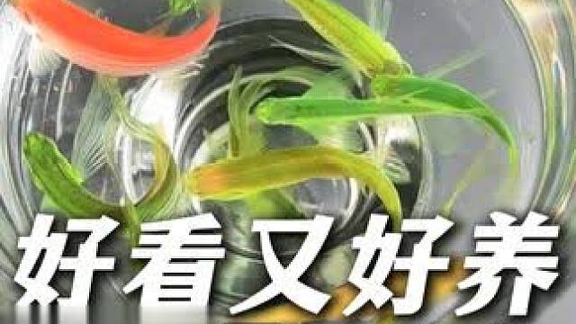 蝶翼斑马鱼来大活动了，9块9八条蝶翼斑马鱼，真的太划算了。 #蝶翼斑马  #蝶翼斑马鱼  #养鱼日记