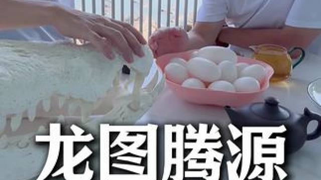 龙图腾源自鳄鱼？别不相信，鳄鱼哥给你解惑 白小T创始人今天也学习了不少鳄鱼相关知识#鳄珍 #白小T 