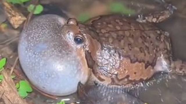 不听蛙叫睡不着 #美食 #泰国美食 #户外美食 #内容启发搜索