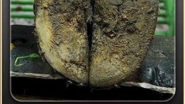 手指就这样扒拉起了牛蹄，痛，实在是太痛了 #解压 #修牛蹄 #助眠