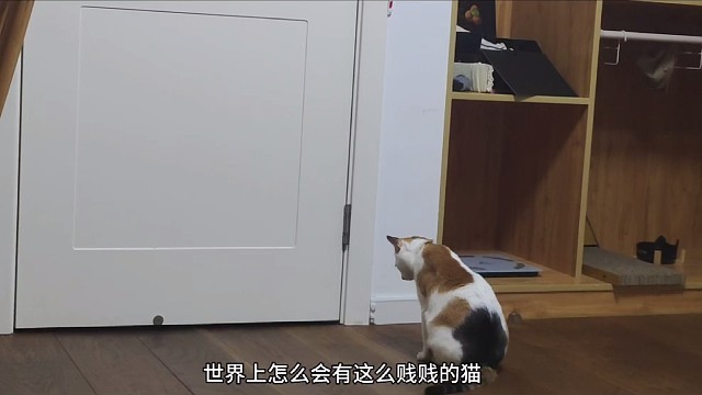 小贱猫该不该打