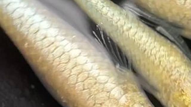 观背青鳉金色系这条路差不多走到头了，没什么悬念了#观背青鳉 #青鳉鱼 #金色传说 #