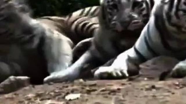 一狮战三虎 三头老虎的吼叫声不敌一头狮子的低声吼 一个眼神吓跑三头老虎不愧是食虎兽 老虎的克星#狮子