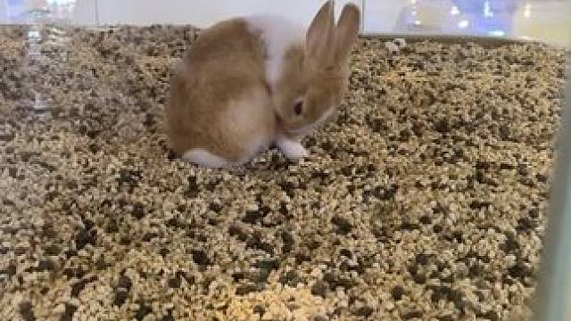 看（麻辣）兔头，在舔兔腿#可爱到爆炸 #萌宠出道计划 #兔子