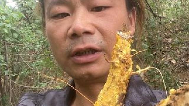 遇到一棵长了几百年的老#柘树，挖回去做个 #树桩盆景 挺不错
#盆景