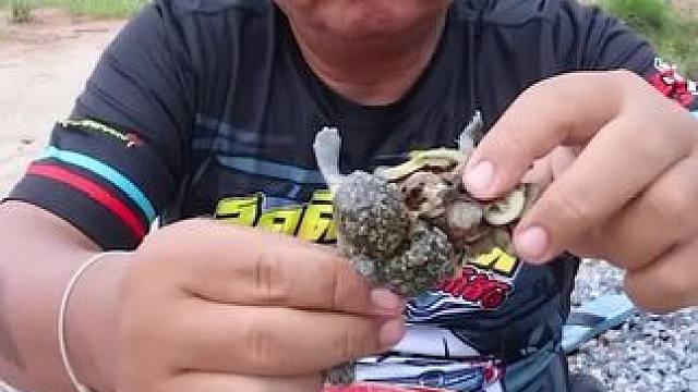 泰国林蛙 #泰国林蛙