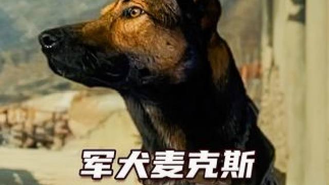军犬两次立功，退役却要被安乐死，可想到主人的仇还未报 #战争电影