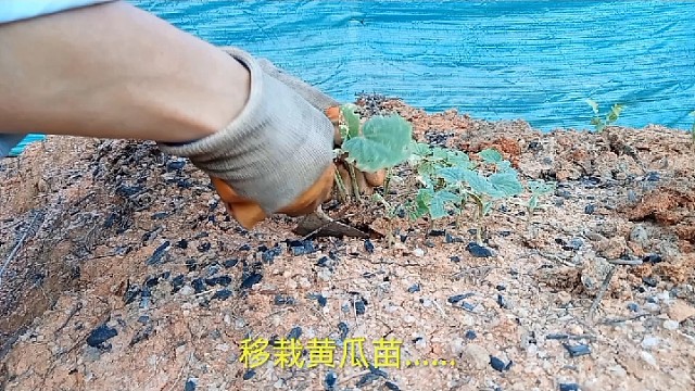 黄瓜移栽……