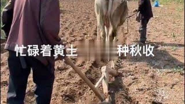 #问情黄土地 #乡土气息  #农村人农村事 #最朴实的农村人 #乡村守护人