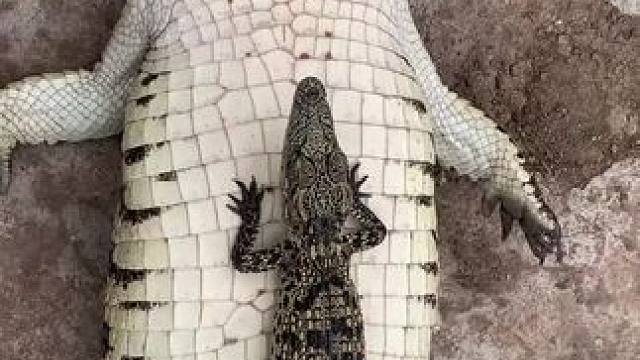 #自制鱼缸全部过程 #创作者中心 #创作灵感 #小鳄鱼苗