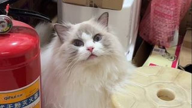 纯情蟑螂火辣辣 今晚就来到福福家 #万物可爱计划 #情绪好稳定的小猫