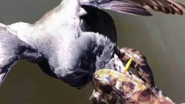 动物怪异行为鉴赏二十八 #科普 #动物科普 #动物的迷惑行为 #动物世界精彩解说 #动物世界