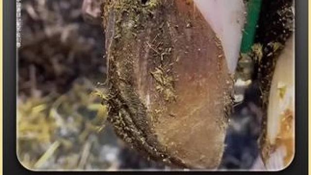 牛蹄又又又卡进了石头里，痛的老牛脚不敢着地 #解压 #助眠 #修牛蹄