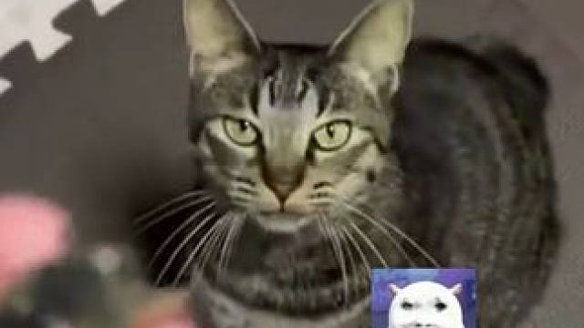 爵士心机好小猫，能不能莫名其妙来一只宠我一下呀！#麒麟猫#狸花猫#治愈#萌宠#搞笑