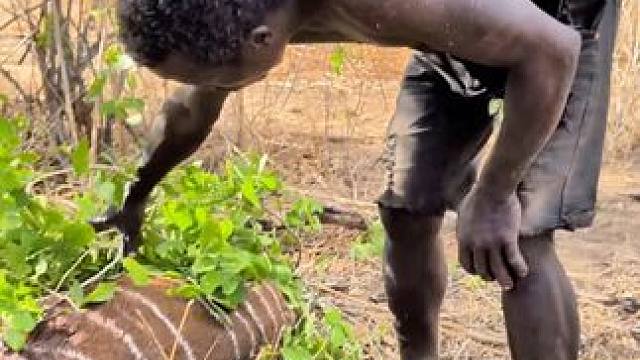 捡到狮子丢弃的羚羊 #原始部落 #荒野求生 #原始技术