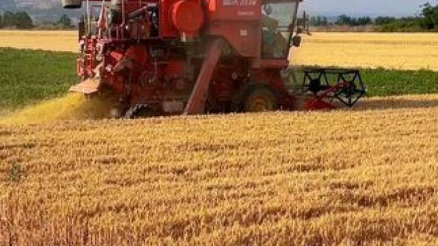 #黄河岸边是我家 #美丽乡村 #田园风光无限好#麦子熟了 #颗粒归仓