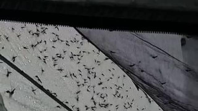 户外驱蚊又多一帮手 #露营报告 #露营好装备报告 #靠谱露营装备