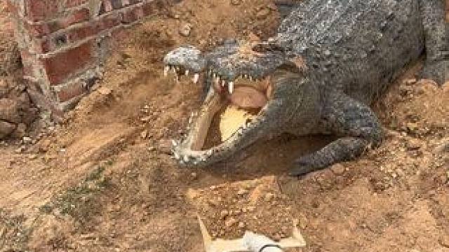 #非专业人士请勿模仿 #熊哥鳄鱼 不用理解各有各的路