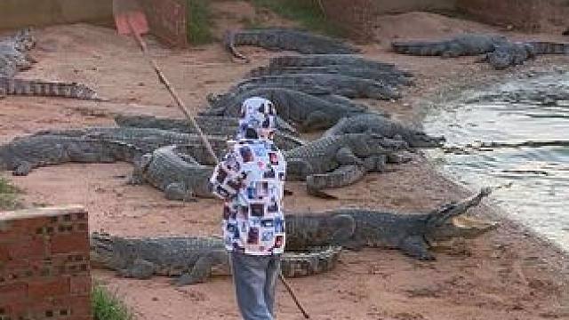 #非专业人士请勿模仿 #鳄鱼 隔着屏幕都替他着急