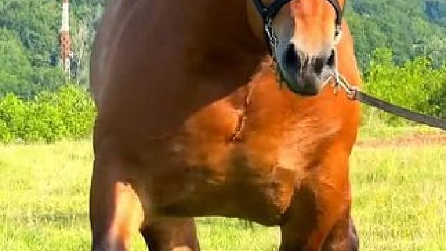 分享9种不同品种的马，你认识几种？ #汗血宝马 #神奇动物 #马