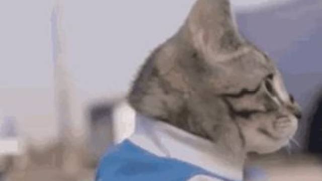 这样的小狗没心机 #狗狗 #德牧 #娱乐评论大赏