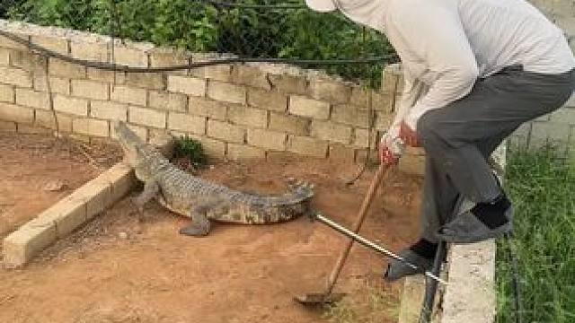 鳄鱼拍快板#鳄鱼养殖场