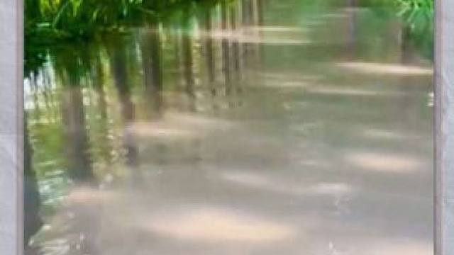 郑州东风渠 #原创视频 #初夏的味道 #雨中漫步也是一种享受 #天然氧吧 #河南刚哥