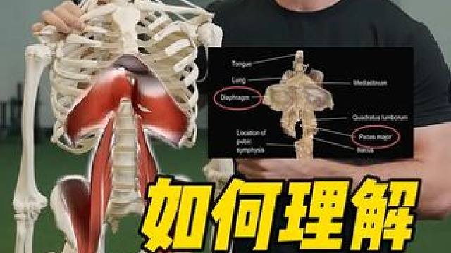 你的膈肌可能会显著影响髋屈肌的紧张程度！ 理解这一关联，有助于我们真正找出髋屈肌紧张的根本原因。像腰