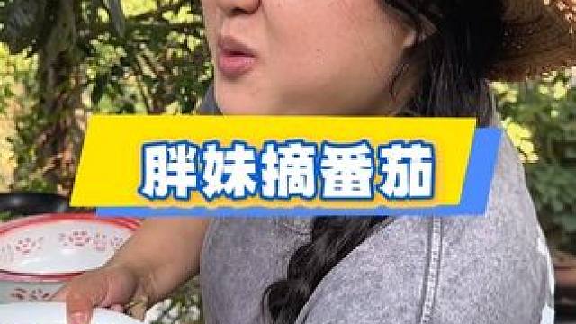 今天天气不错，去地里摘了前几个月种的小番茄有绿的、有黄的，甜进心里啦还是童年夏天的味道！#农村生活 