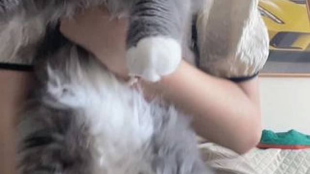 好大只抓不住#猫咪 #北风呼呼宠势舞 #感觉这个猫猫快要碎了