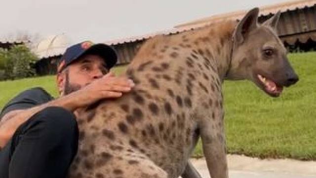 阿拉伯土豪的宠物斑鬣狗 #国外视频分享 #奇妙的动物 #宠物