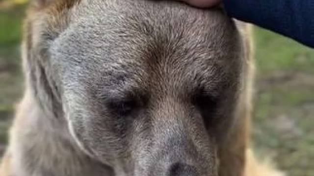 给宠物棕熊洗澡 #国外视频分享 #奇妙的动物 #宠物