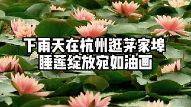 杭州下雨天，去茅家埠拍睡莲。#杭州 #睡莲