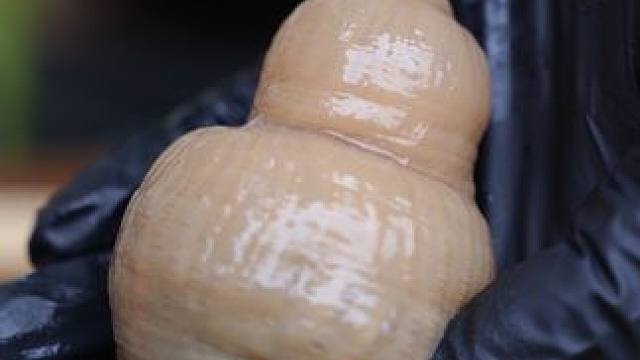 高级餐厅里的头牌菜，自己在家做能省多少钱？