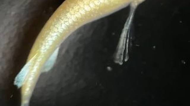 观背青鳉金色天使之翼配方已经确定了，等着爆量了#观背青鳉 #天使之翼