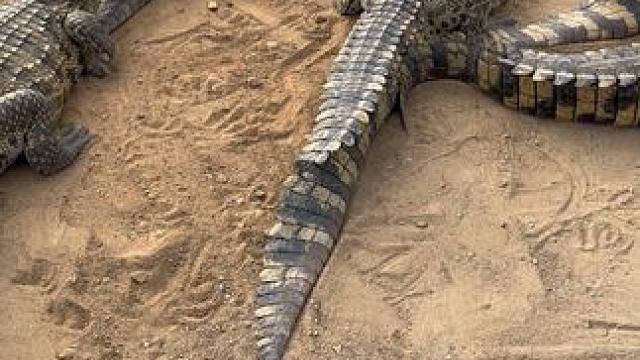 鳄鱼说你再给我挠痒痒吗#非专业人士请勿模仿 #熊哥鳄鱼