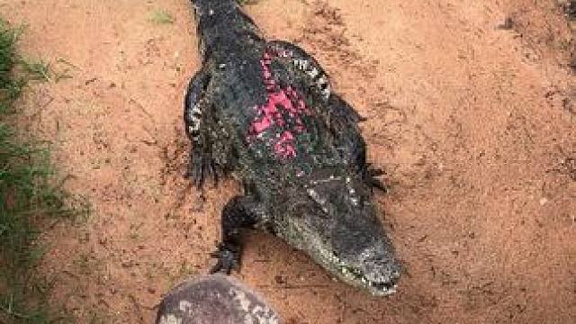 这姿势看着都怕#非专业人士请勿模仿 #鳄鱼