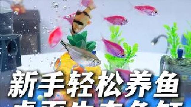 不到70块开出的这个桌面生态鱼缸，新手也可以轻松养鱼了！ #开缸 #新手养鱼 #生态鱼缸 #鱼缸 #