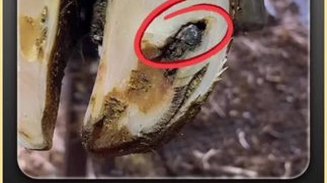 糟糕，一颗石头又让牛牛跛起了脚 #解压 #助眠 #修牛蹄