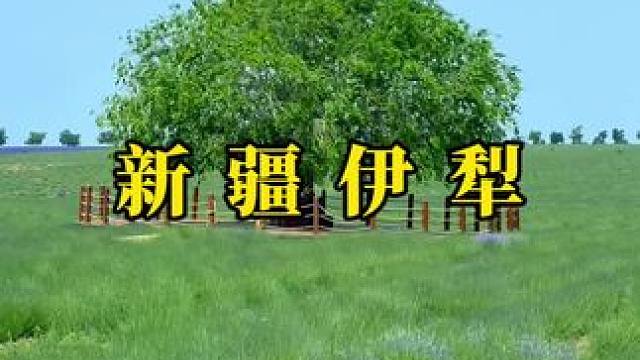 有些风景不需要文案，就像有些心情，安静胜过万语千言。#治愈系风景 #伊犁 #天山花海 #孤独的树