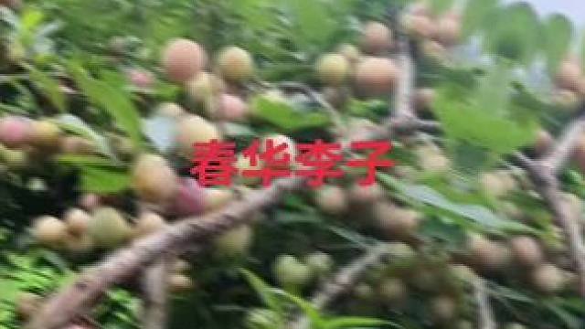 白天去山里采摘新鲜本地李子，晚上又要加班开始切李子，邻居们都来帮忙，大家喜欢吃的紫苏李子干太火爆了，