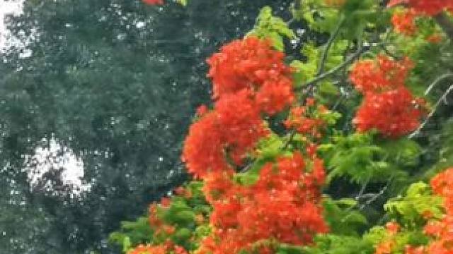 凤凰花开红似火，风景美丽！#风凰花#手机摄影 。