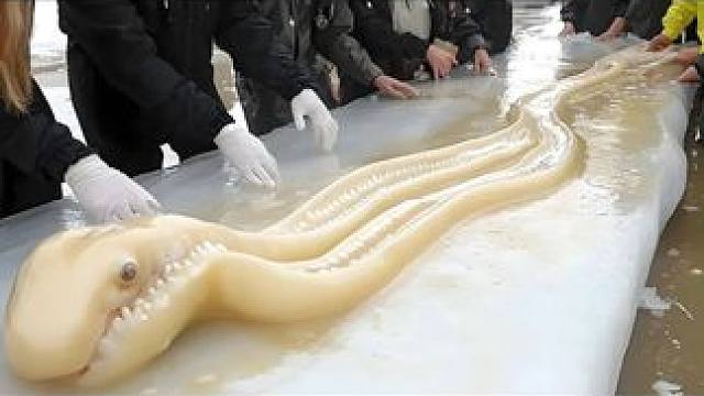 世界上最奇特的10种生物（2） #科普 #奇妙的海洋生物 #猎奇 #百科 #自然科普