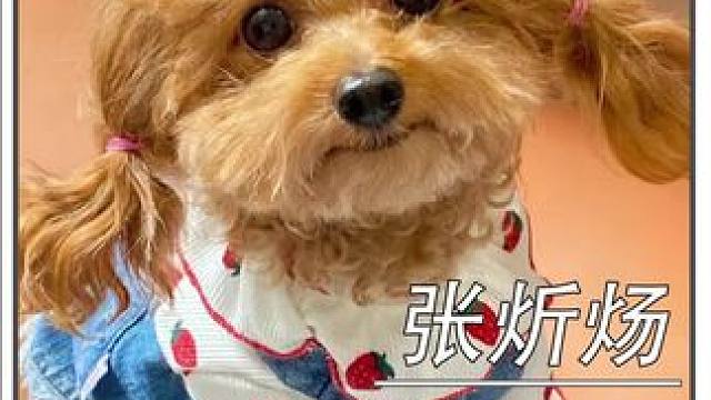 天才少年沦为啃老族，果然父母的眼界决定孩子的边界#张炘炀 #神童 #啃老族 #父母必看